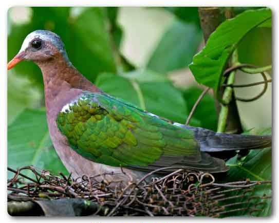  Tamil Nadu State bird, Emerald dove, Chalcophaps indica